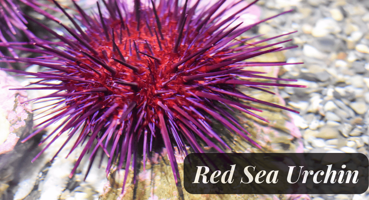 The Red Sea Urchin (Strongylocentrotus franciscanus) is a fascinating marine creature known for its remarkable longevity.