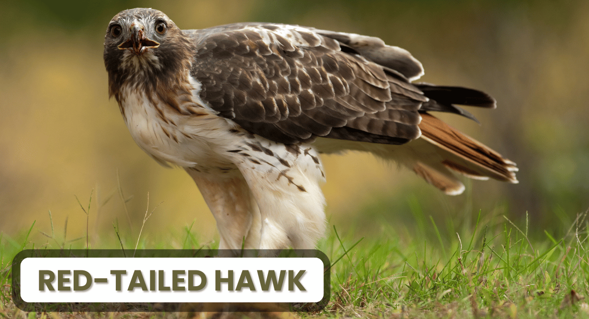 The Red-Tailed Hawk is one of the most common and recognizable Dangerous Birds of prey in North America