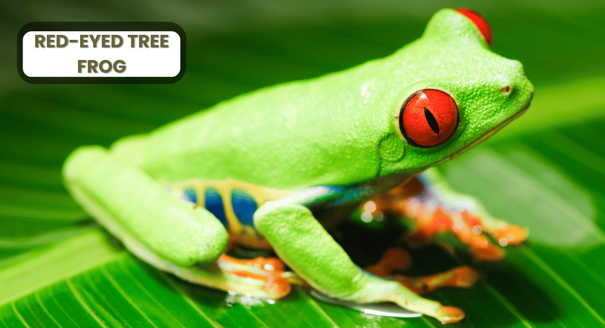 The red-eyed tree frog is one of the most captivating species among the colourful animals in the world.