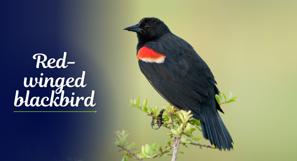 The Red-winged Blackbird (Agelaius phoeniceus) is a striking songbird native to North America