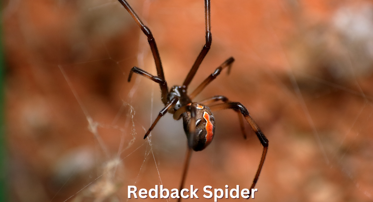 The Redback Spider (Latrodectus hasselti), a close relative of the infamous black widow, is one of the most recognized and feared spiders in Australia