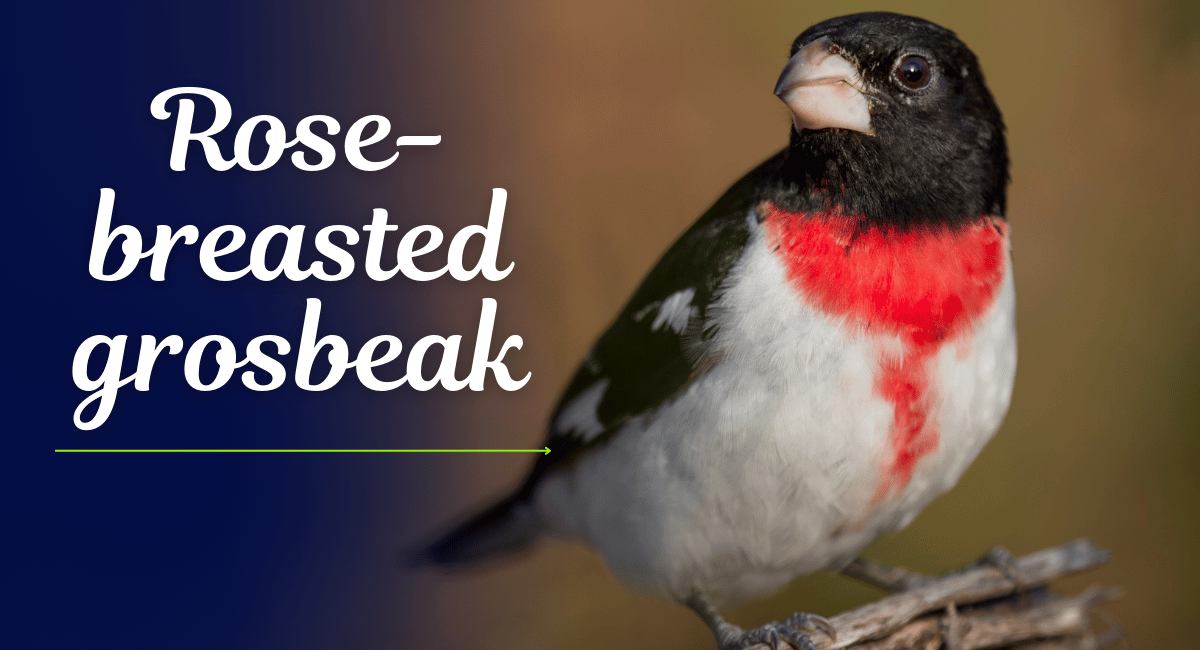 The Rose-breasted Grosbeak is a strikingly beautiful songbird native to North America