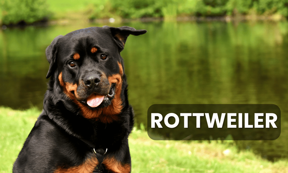 Rottweilers are large, powerful dogs that can exhibit aggressive behavior if not trained properly