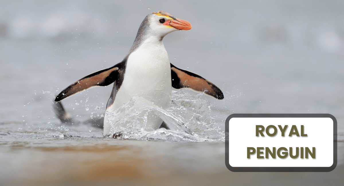 The Royal Penguin is a fascinating species that captures the attention of many due to its striking appearance and unique behaviors.