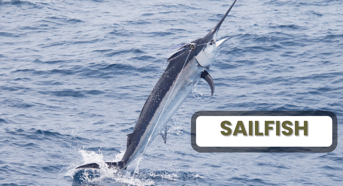 The sailfish, known for its striking dorsal fin that resembles a sail, is one of the most impressive creatures in the ocean.