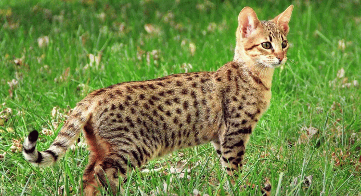 The Savannah cat, a captivating breed resulting from the crossbreeding of a serval and a domestic cat, is a prime example of hybrid animals created by humans.