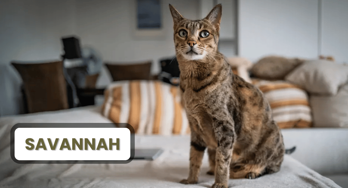 The Savannah cat is a strikingly beautiful hybrid breed that results from crossing a domestic cat with a serval, a wild African feline.