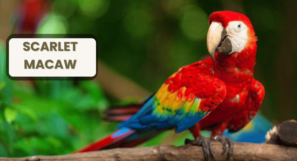 The Scarlet Macaw (Ara macao) is a strikingly beautiful bird that holds a prominent place among the largest parrots in the world