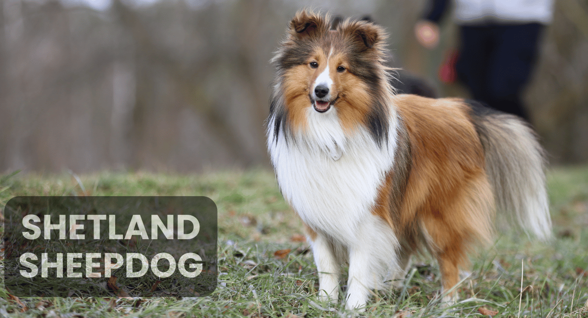 The Shetland Sheepdog, often called the "Sheltie," is a small yet highly intelligent breed known for its agility and problem-solving abilities.