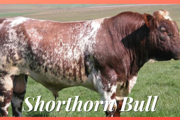 Shorthorn Bull The Shorthorn bull is a highly regarded breed known for its impressive size, strength, and adaptability