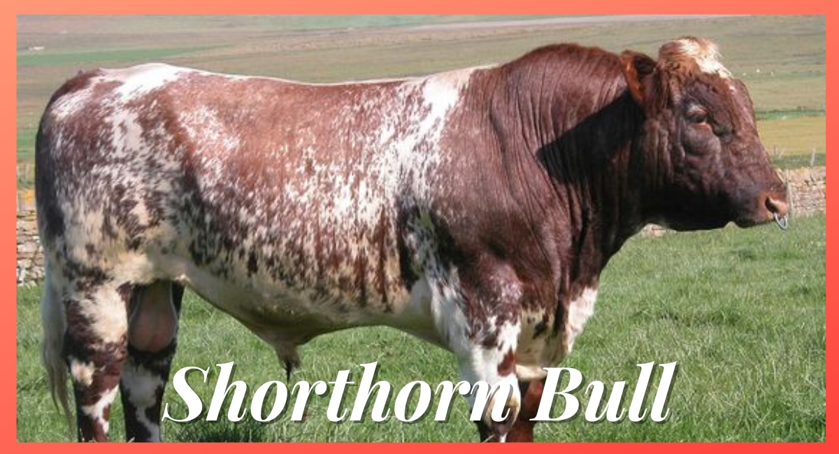 The Shorthorn bull is a highly regarded breed known for its impressive size, strength, and adaptability