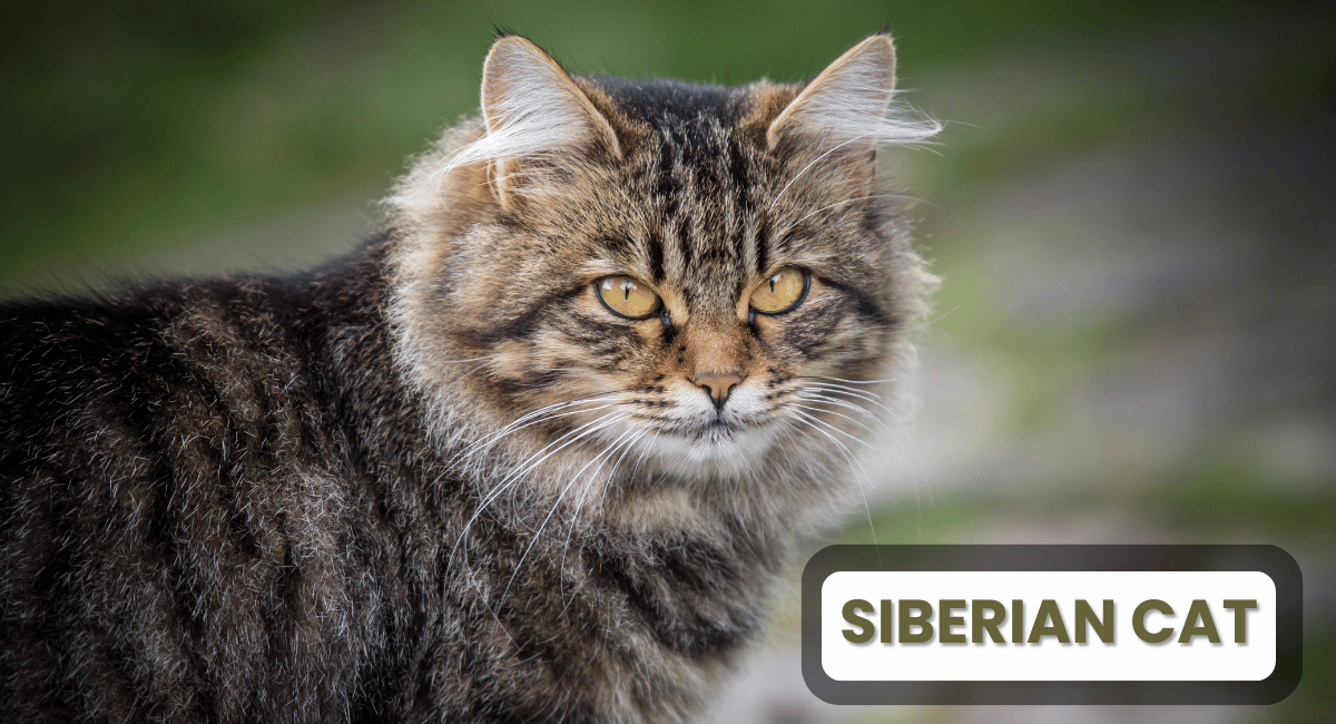 The Siberian cat is a stunning breed known for its striking appearance and friendly demeanor