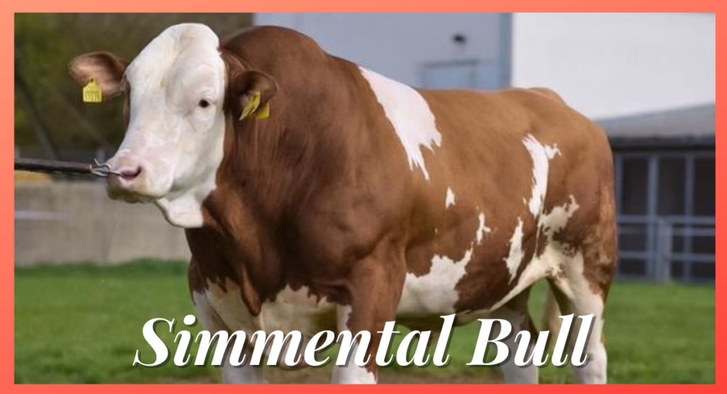 The Simmental bull, originating from the Simme Valley in Switzerland, is one of the most prominent and largest cattle breeds in the world.