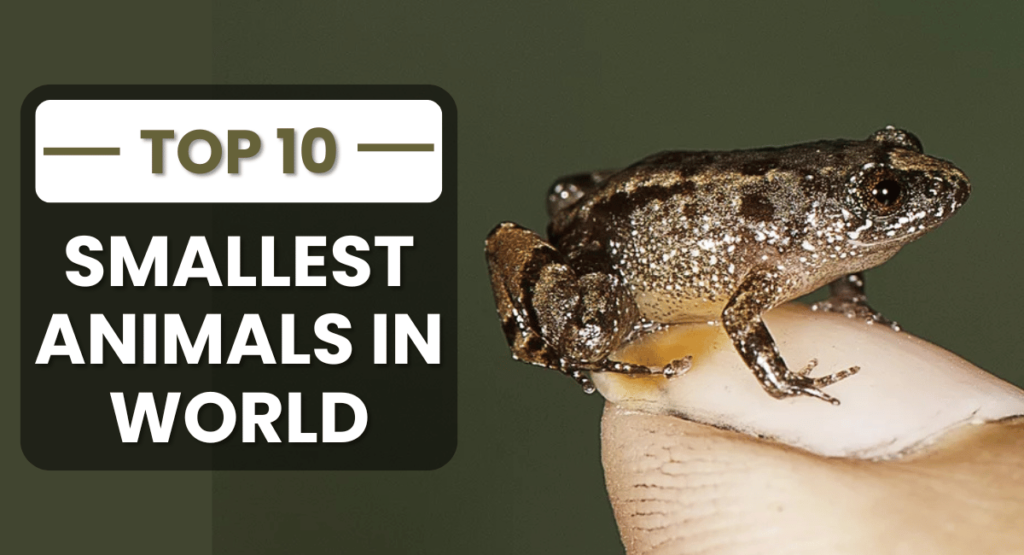 10 of the Smallest Animals in the world