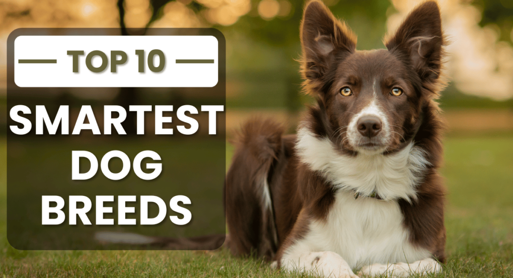 Among the Smartest Dog Breeds, Border Collies are often recognized as the top canine intellects.