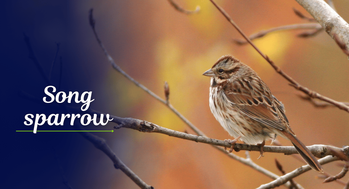 The Song Sparrow (Melospiza melodia) is a medium-sized bird native to North America