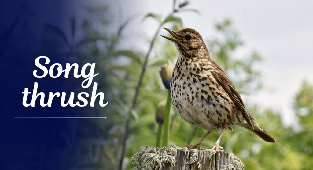 The Song Thrush is a delightful bird renowned for its beautiful and varied song