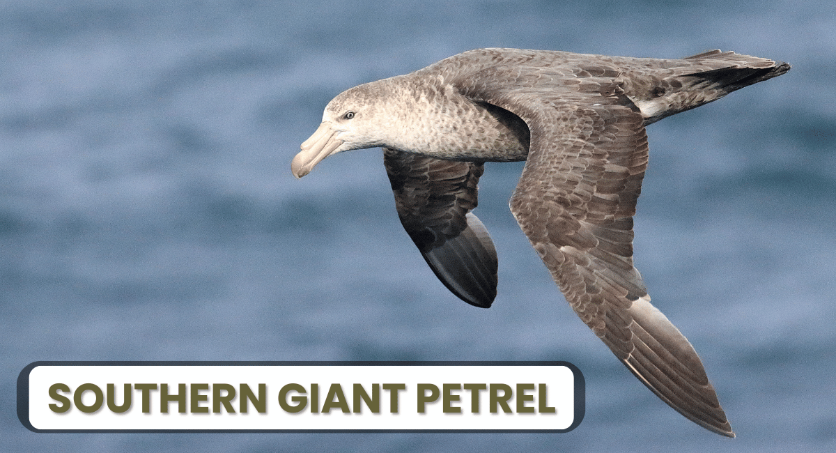 The Southern Giant Petrel, found in the Southern Ocean and around sub-Antarctic islands