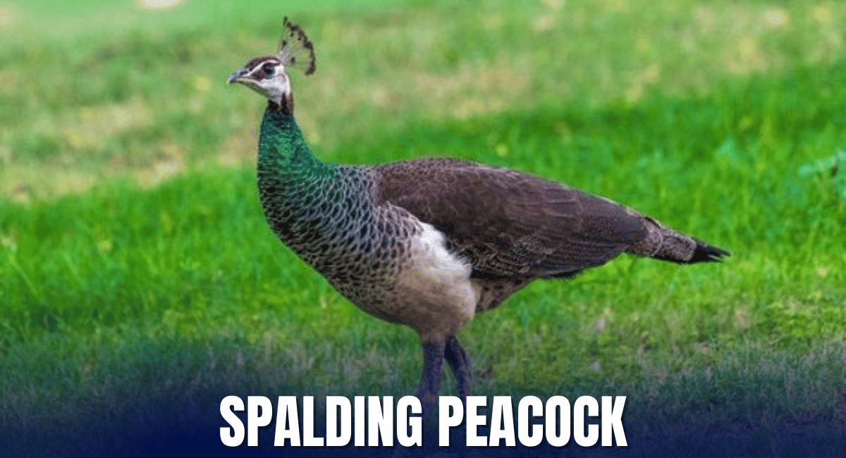 The Spalding Peacock is a stunning hybrid variety of peafowl, resulting from the crossbreeding of Indian and Green Peafowls