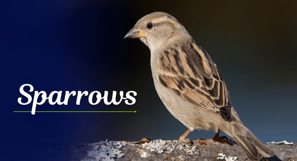 Sparrows are among the most familiar and widespread birds worldwide