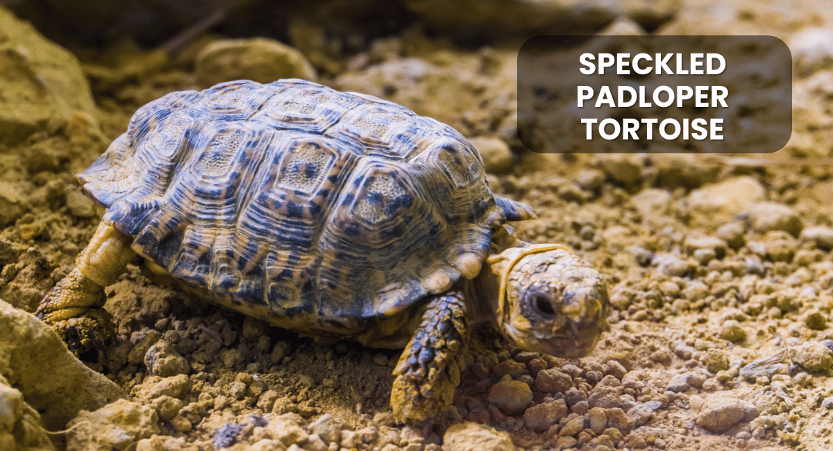 The Speckled Padloper Tortoise (Homopus signatus), native to South Africa, is the world’s smallest tortoise species.