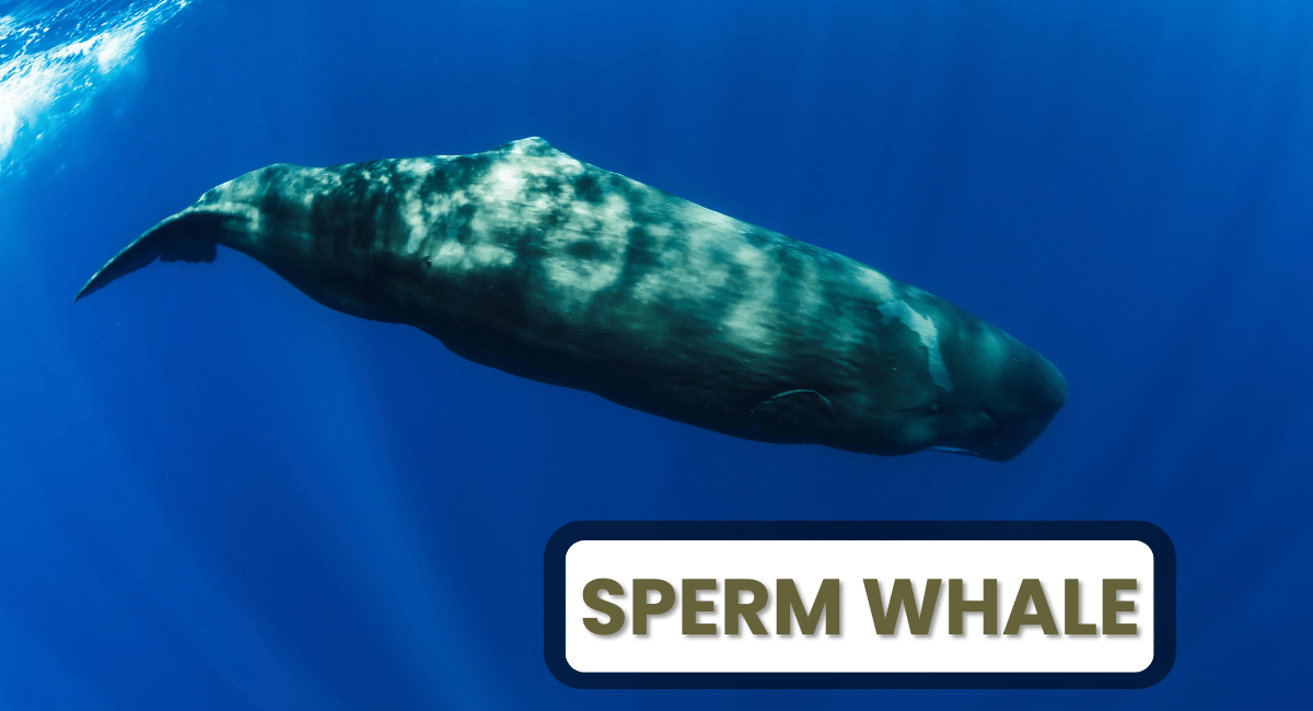 The sperm whale, scientifically known as Physeter macrocephalus, is one of the largest animals on Earth