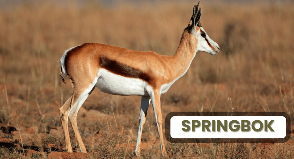 Springbok fastest land animal on earth, standing gracefully on brown grass in daylight