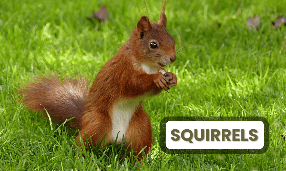 Squirrels, often seen as playful creatures, are also highly intelligent animals known for their impressive problem-solving skills, memory, and adaptability.