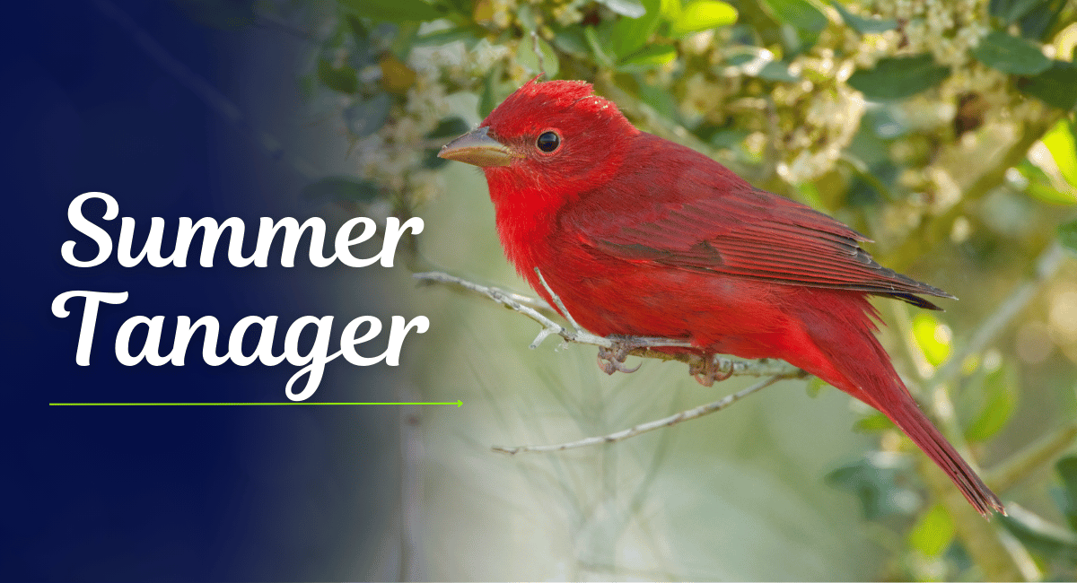 The Summer Tanager is a striking bird known for its vibrant plumage and melodious song