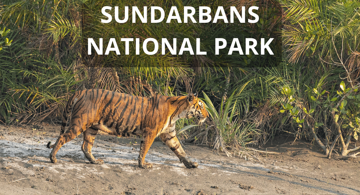 Tiger In Sundarbans National Park, located in West Bengal, India