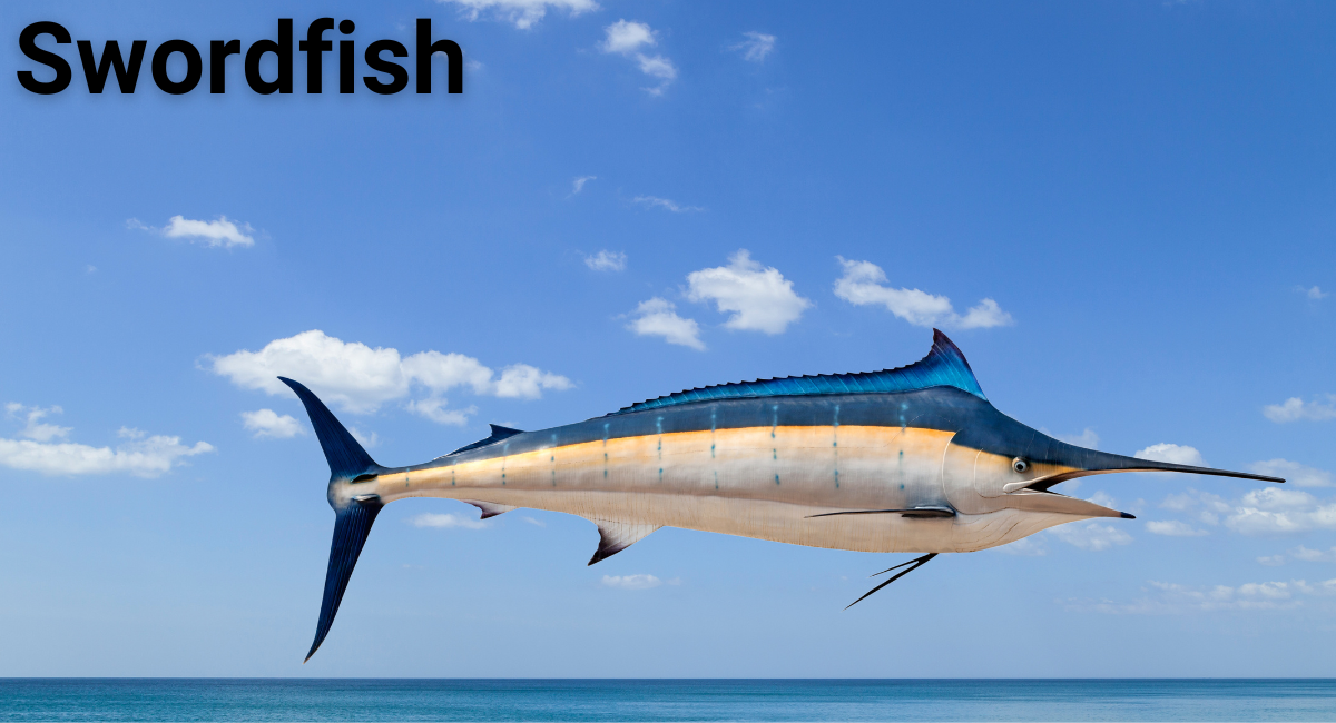 Swordfish known for its speed, but it also plays a vital role in marine ecosystems