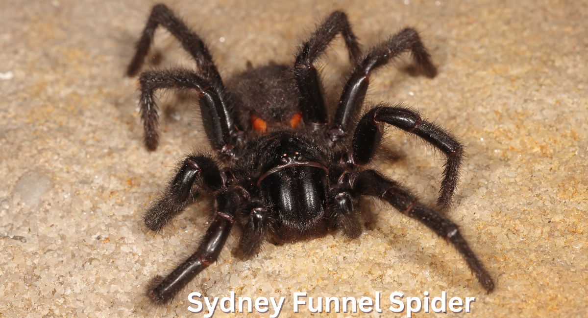 The Sydney funnel-web spider (Atrax robustus) is renowned for its aggressive nature and potent venom,