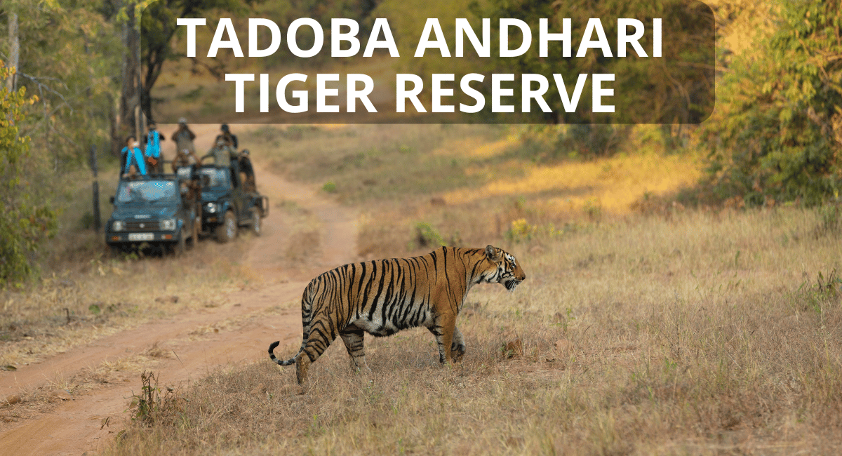 Tadoba Andhari Tiger Reserve, located in Maharashtra