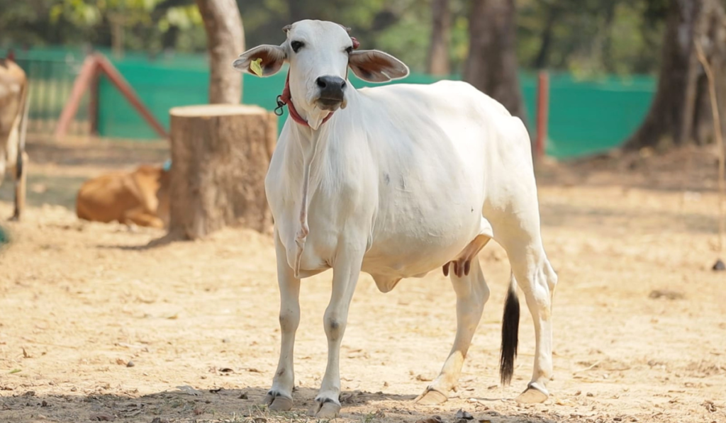 The Tharparkar cow is a native breed found primarily in the Thar Desert regions of Rajasthan, India, and Sindh, Pakistan.