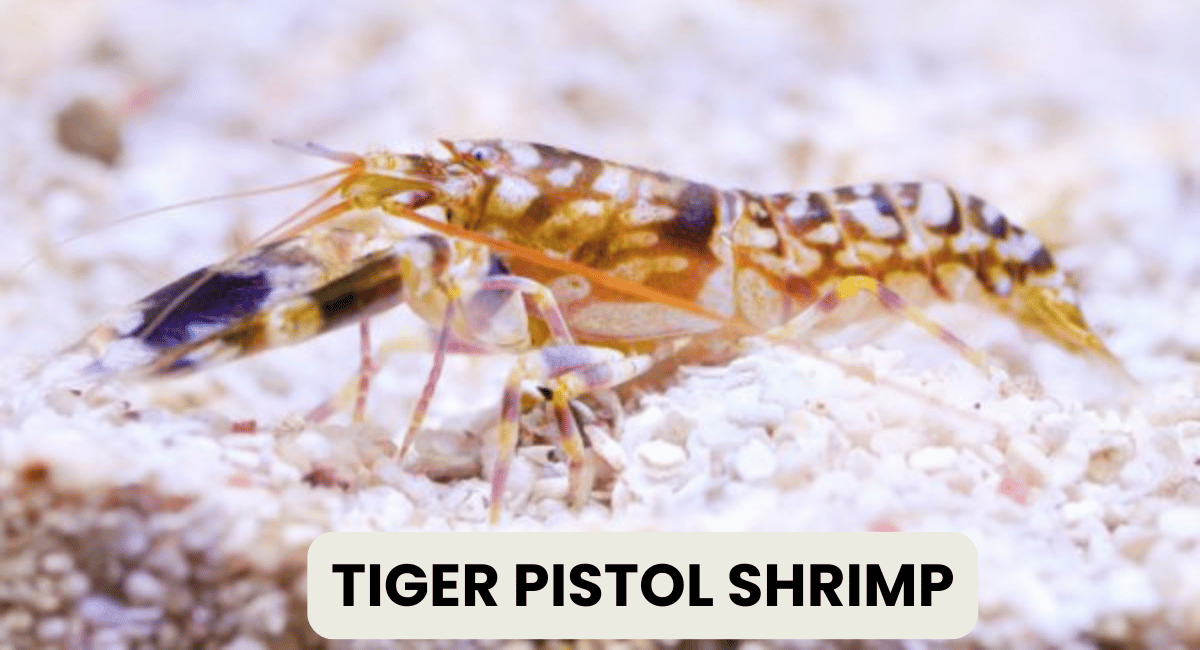 The Tiger Pistol Shrimp, also known as the snapping shrimp, is one of the most fascinating creatures in the ocean due to its incredible noise-making ability.