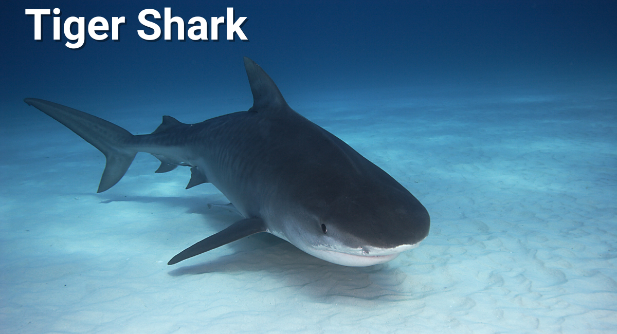 The Tiger Shark is a formidable predator known for its distinctive striped pattern and impressive size