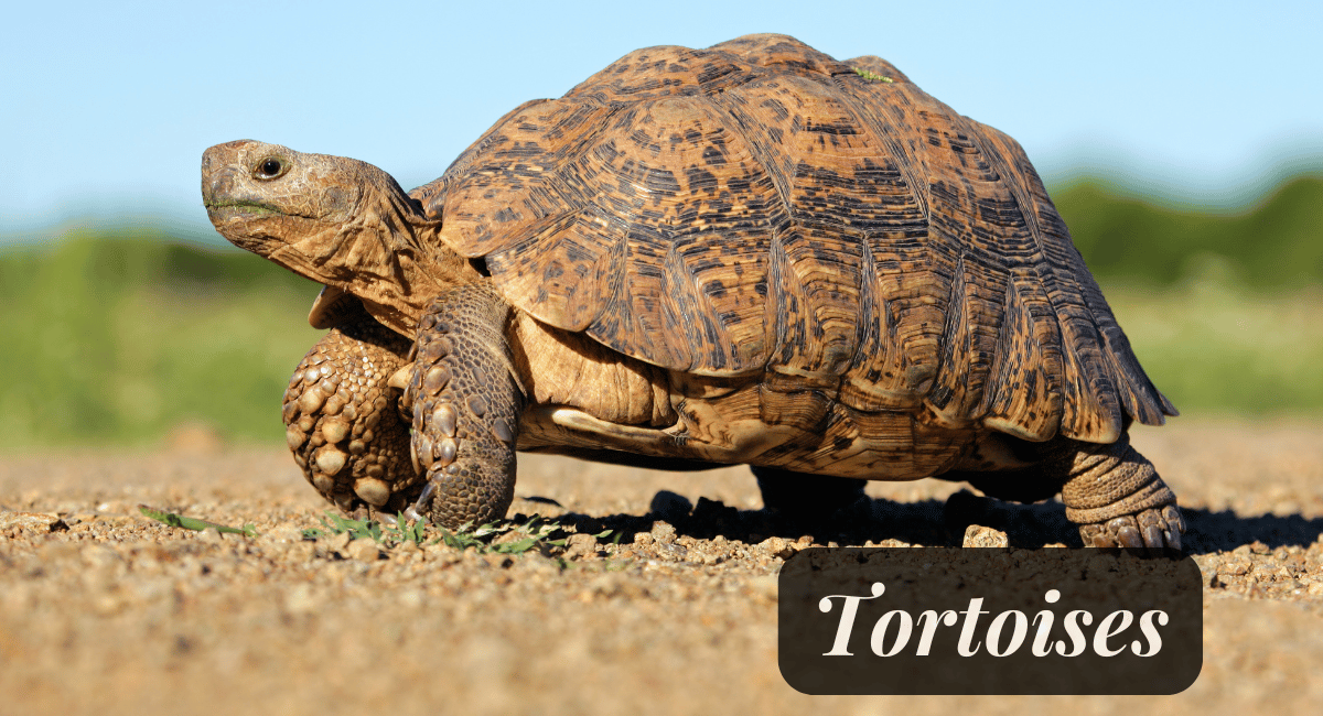 Tortoises, particularly the Galápagos and Aldabra giant tortoises, are remarkable creatures known for their longevity.