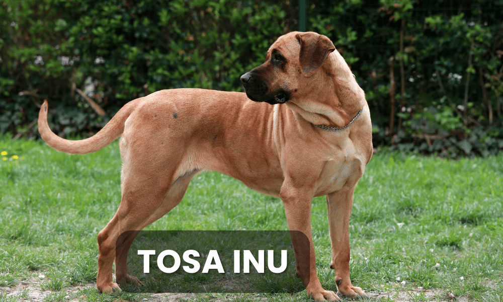 The Tosa Inu is a rare and powerful breed that originated in Japan, primarily bred for dog fighting and as a companion.