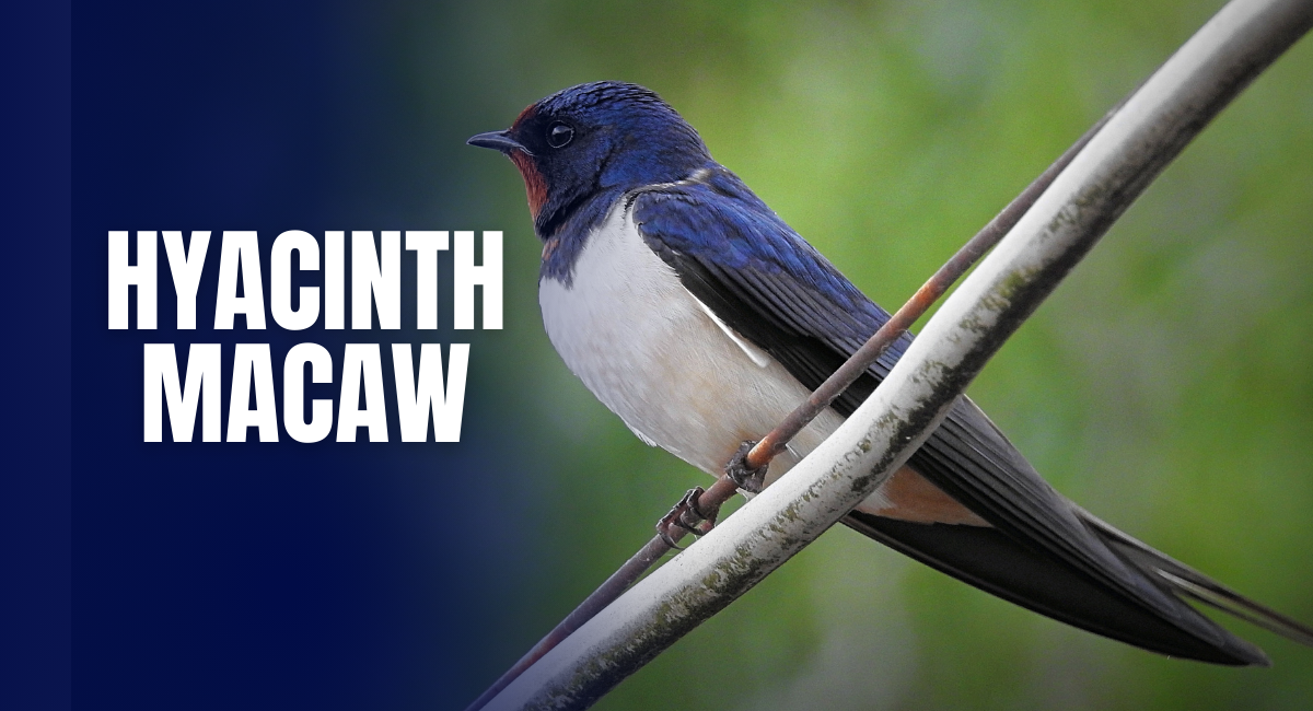 The Tree Swallow is a stunning bird known for its iridescent plumage and graceful aerial acrobatics.