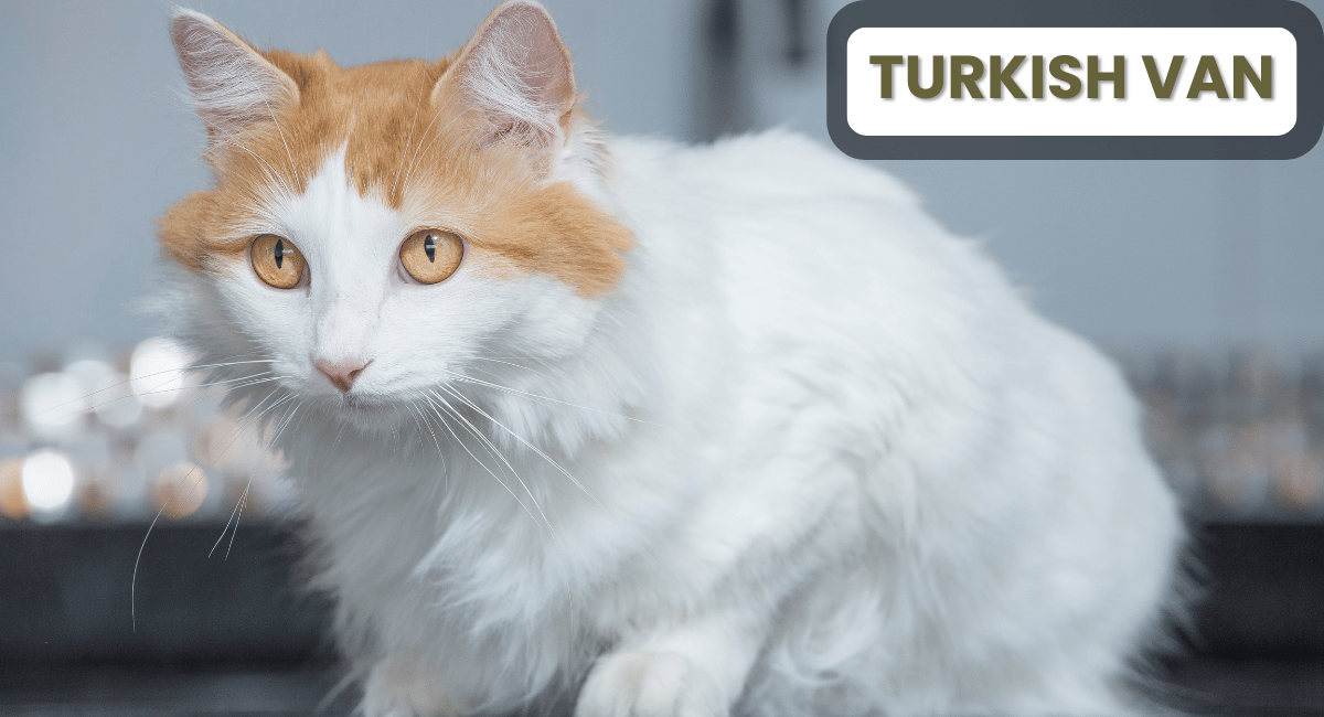 The Turkish Van is a fascinating and unique breed known for its distinct appearance and playful personality