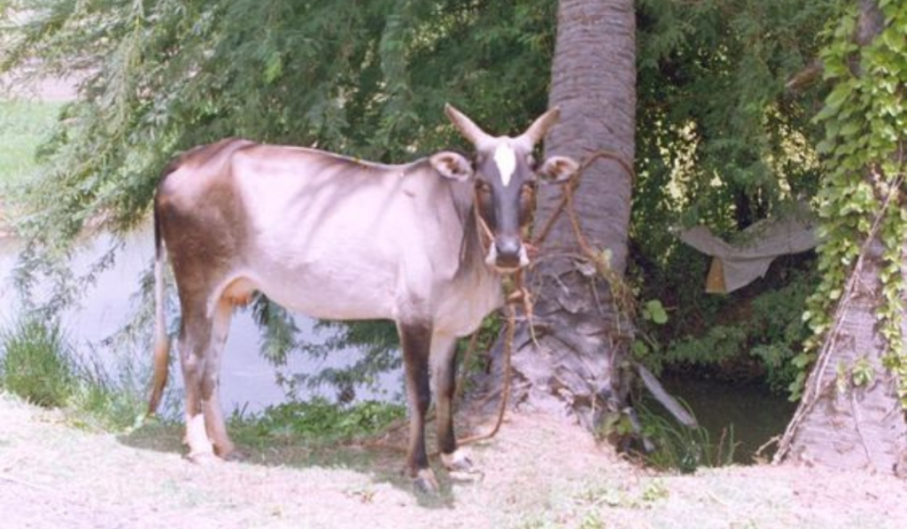 The Umblachery cow originates from the coastal regions of Tamil Nadu