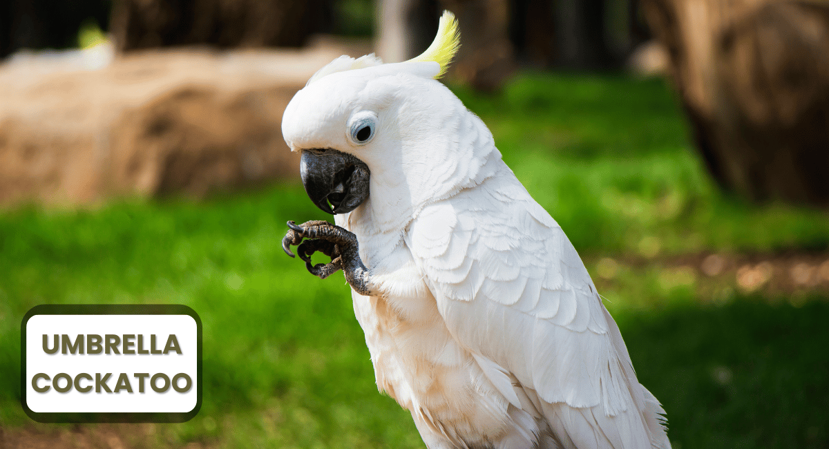 The Umbrella Cockatoo (Cacatua sulcata) is one of the most enchanting members of the largest parrots in the world