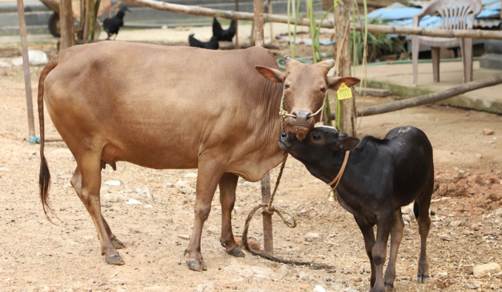 The Vechur cow is one of India’s smallest and oldest indigenous cattle breeds, native to the state of Kerala.