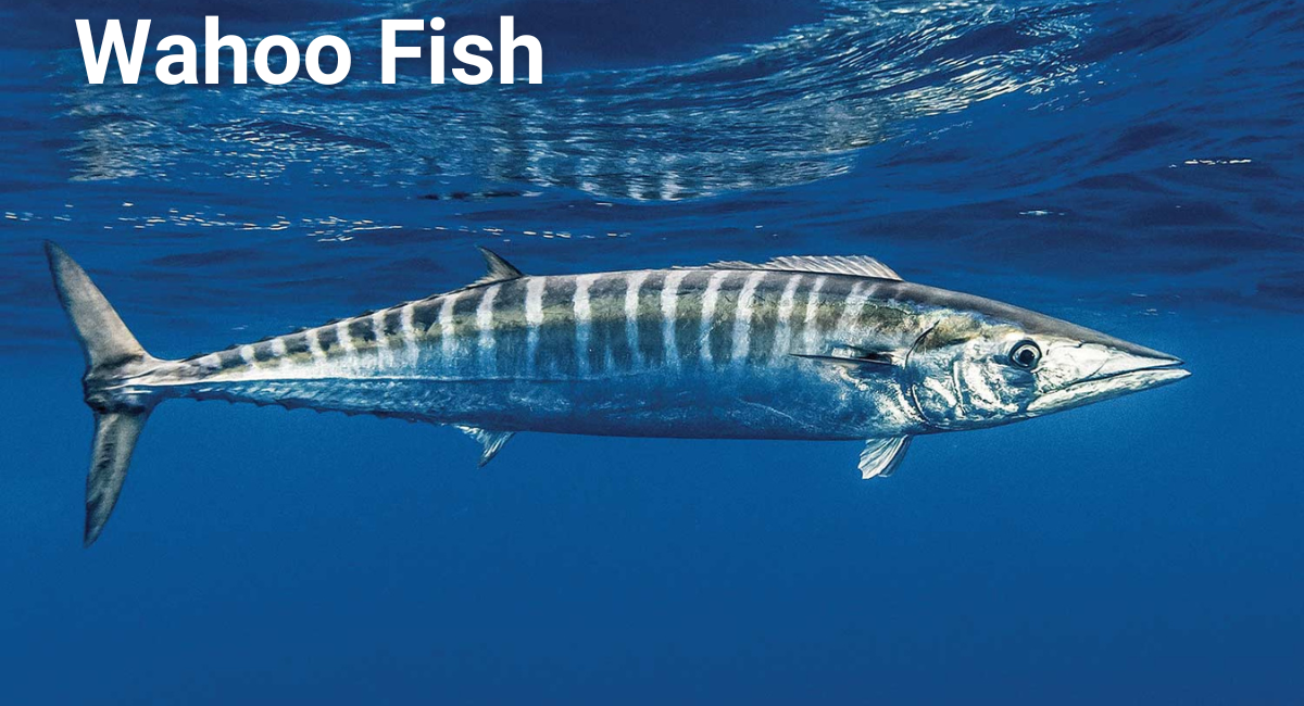 The Wahoo (Acanthocybium solandri) is a remarkable fish renowned for its incredible speed and agility