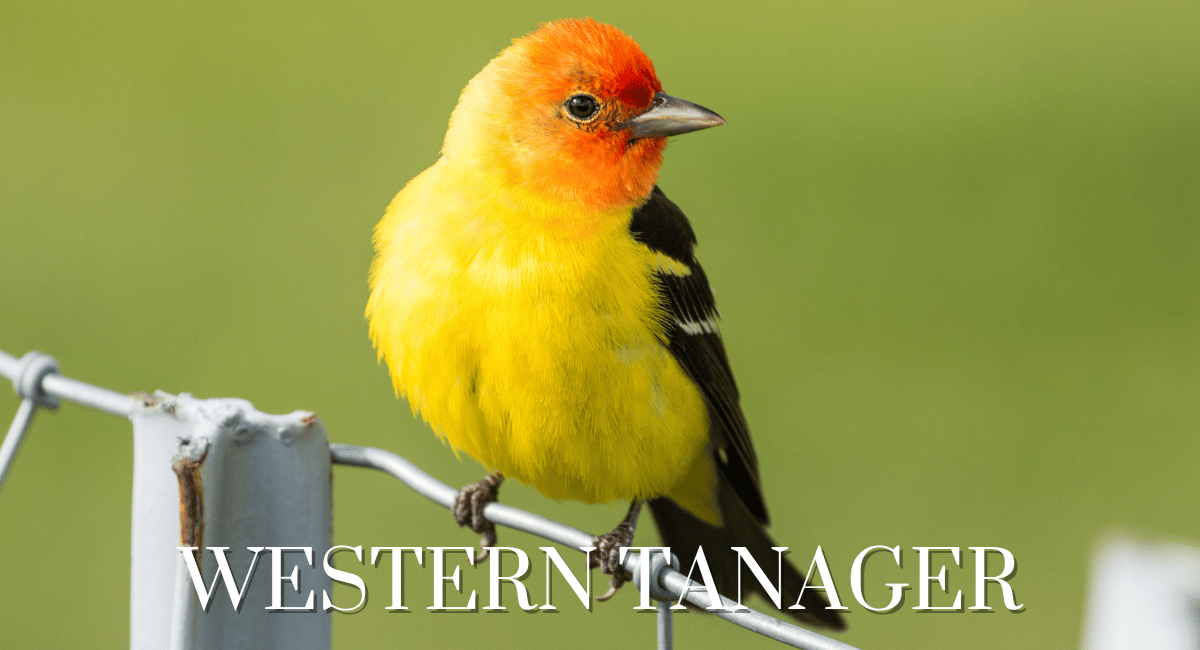 The Western Tanager (Piranga ludoviciana) is a strikingly colorful bird