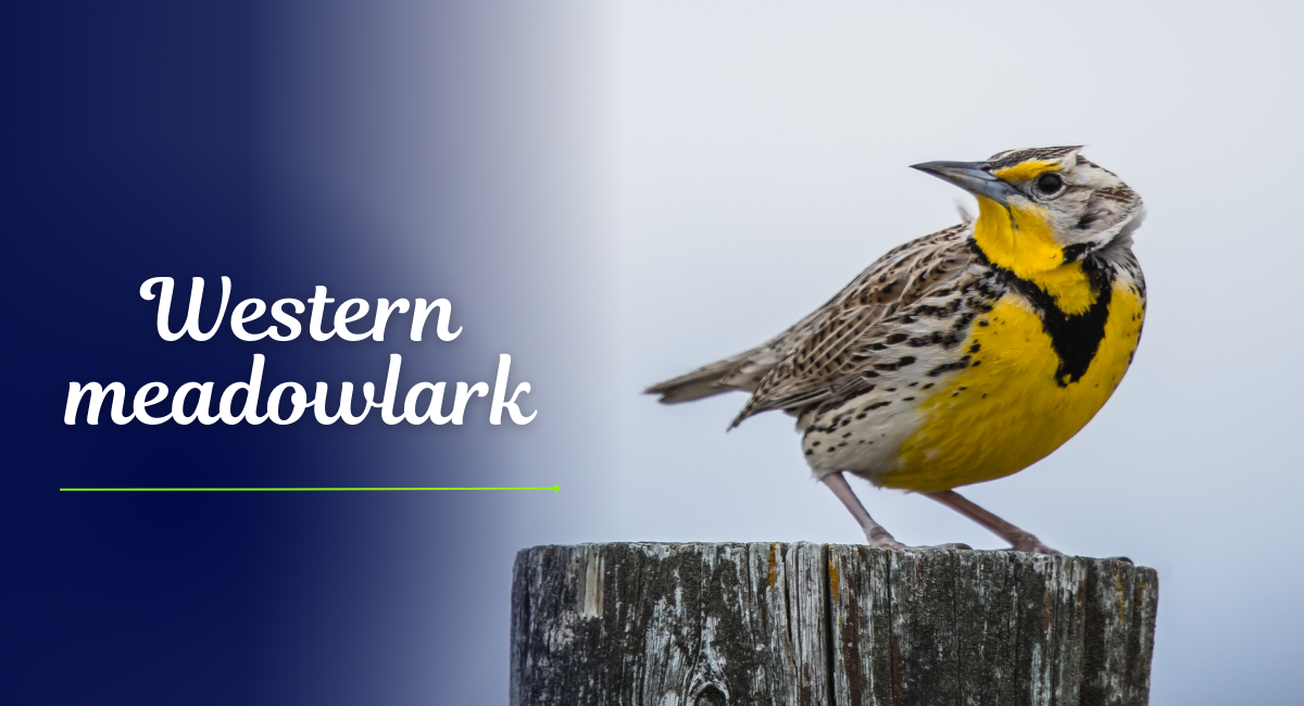 The Western Meadowlark (Sturnella neglecta) is a captivating songbird known for its melodious tunes