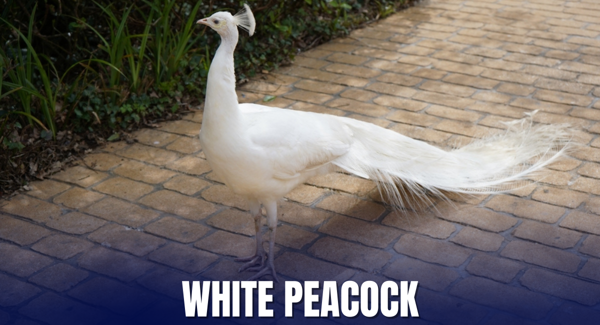 The White Peacock is an enchanting and rare variant of the Indian Peafowl, distinguished by its completely white plumage that shimmers in sunlight