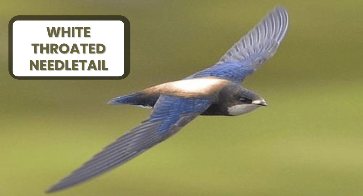 The White-throated Needletail is a remarkable bird renowned for its incredible speed and agility