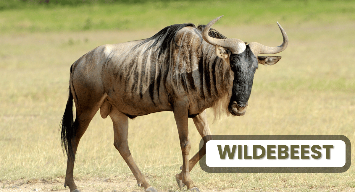 The wildebeest, also known as the gnu, is one of Africa's most recognizable Fastest Land Animals