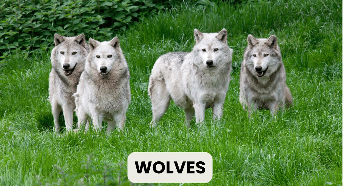 Wolves are fascinating creatures Loudest animals in the world